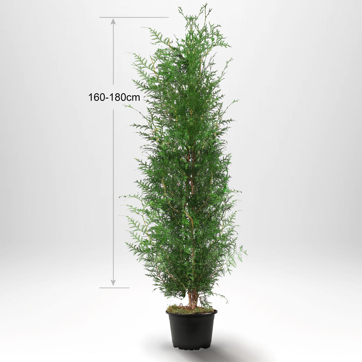 Thuja Occ Brabant 160-180 cm, Pottedyrket Co 10, Kvalitet: Standard